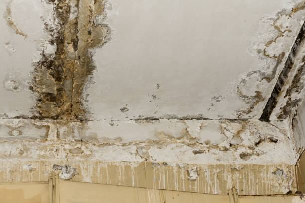  , USA Mold Prevention & Removal Pros